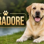 Abradore